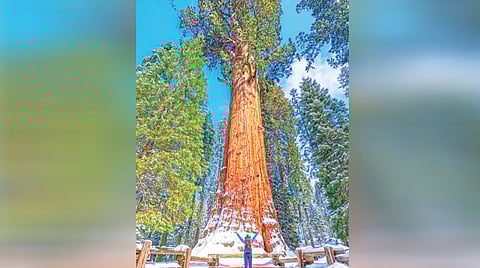 World Largest Tree | 