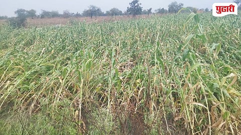 Naigaon storm crop damage 