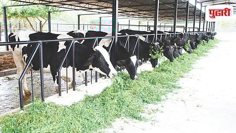 Animal Husbandry Interest Subsidy Scheme