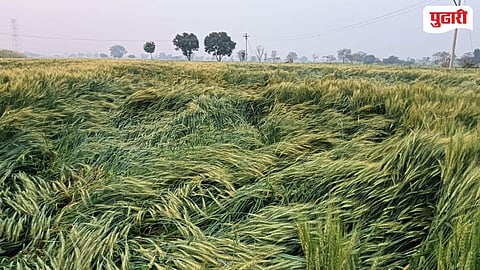 Tadkals crop damage news 