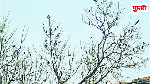 Shelvali Shahapur Bird Village