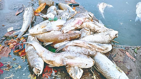 Krishna River Pollution