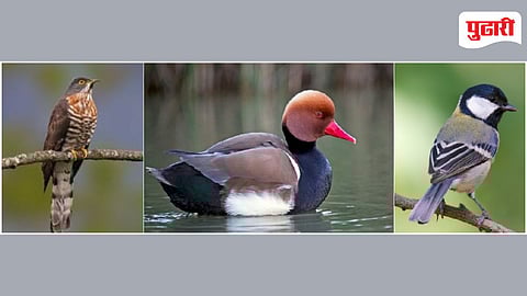 Sindhudurg Great Backyard Bird