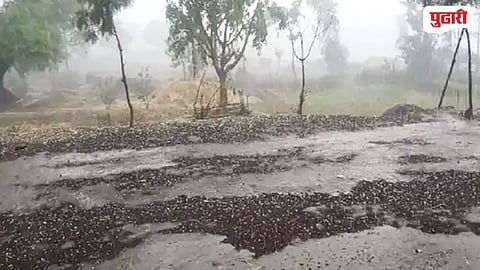 Kinwat Unseasonal Rain