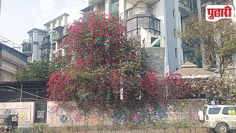 Spring Season Flowers