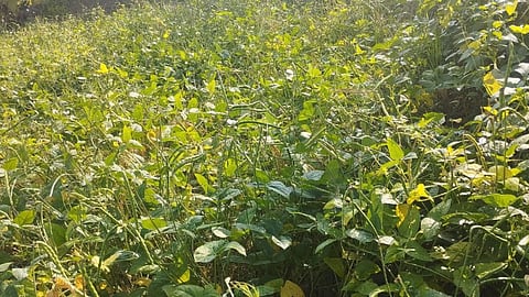 Wild animals damage crops