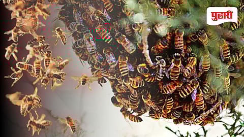 Honey  Bee Attack News