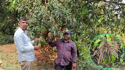 Mahad Mahua Harvest Damage
