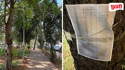 Palm Beach Tree Cutting Protest