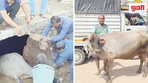 Khopoli Cow Rescue: खोपोलीत गाभण गायीचा ड्रेनेज टँकमध्ये पडून अपघात; दोन तासांच्या प्रयत्नांनंतर सुखरूप बचाव