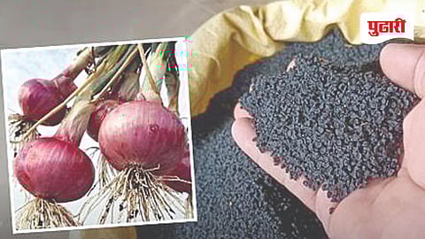 Onion seeds news | सदोष कांदा बियाणाप्रकरणी बीजशीतल कंपनीला हायकोर्टाने दिला दणका