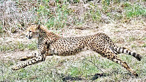 Kuno National Park |