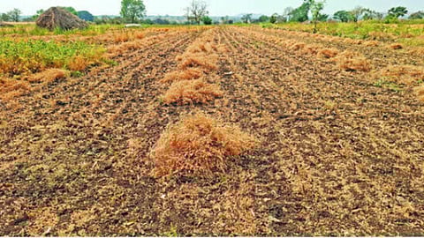 Jalna district agriculture