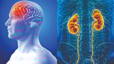 kidney disease and brain health |