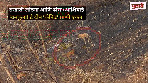 Melghat Rare Wildlife Sighting 