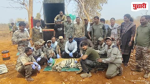 Talodhi Balapur Tigress captured