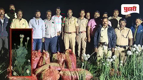 Dharashiv crime news | धडाकेबाज कारवाई: वाशी पोलिसांचा अफूच्या शेतीवर छापा