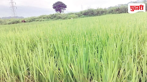 Raigad Rice Farming