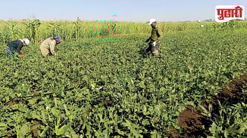 Vadgav Nimbalkar Bhendi Cultivation