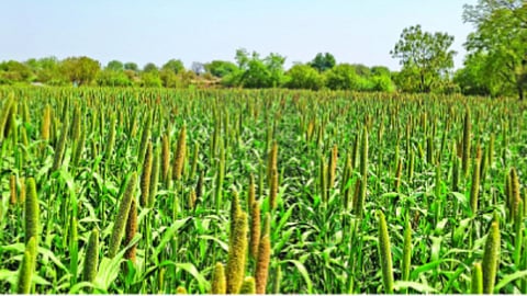 Summer bajra cultivation