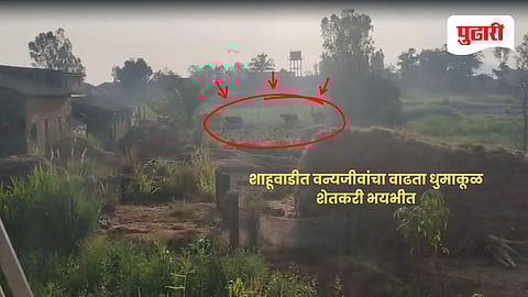 Shahuwadi wildlife attacks | शाहूवाडीत वन्यजीवांचा वाढता धुमाकूळ; पाळीव जनावरांसह शेतीवर संकट, शेतकरी भयभीत