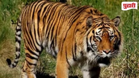 Tiger spotting Pevtha Bhandara