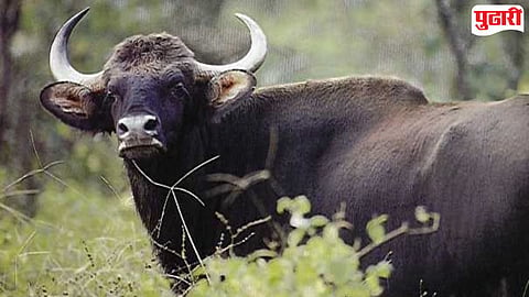 Kolhapur Accident : गव्याची दुचाकीला जोरदार धडक; कसबा तारळे-दुर्गमानवाड मार्गावर तिघे जखमी