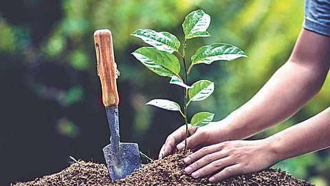 Nashik tree authority budget