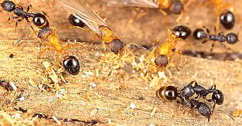 Queen-Only Ant Species Japan | 