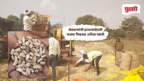 Latur news | चाकूर तालुक्यात राजमा पिकाचे क्षेत्र वाढले: शेतकऱ्यांची हरभऱ्याऐवजी राजमा पिकाला अधिक पसंती 