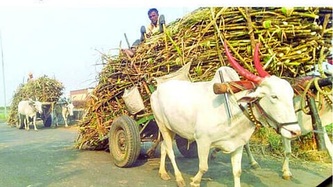 Ambad Sugarcane harvesting season news