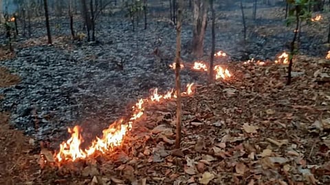 Raigad forest fire