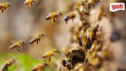 Shivneri Fort Bee Attack