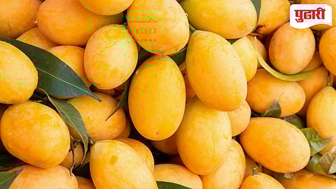 Goa Mankurad Mango