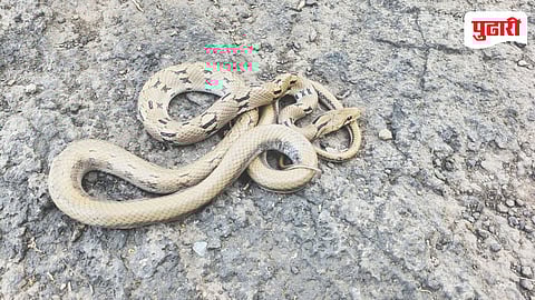 Rare Snake Found Khopoli