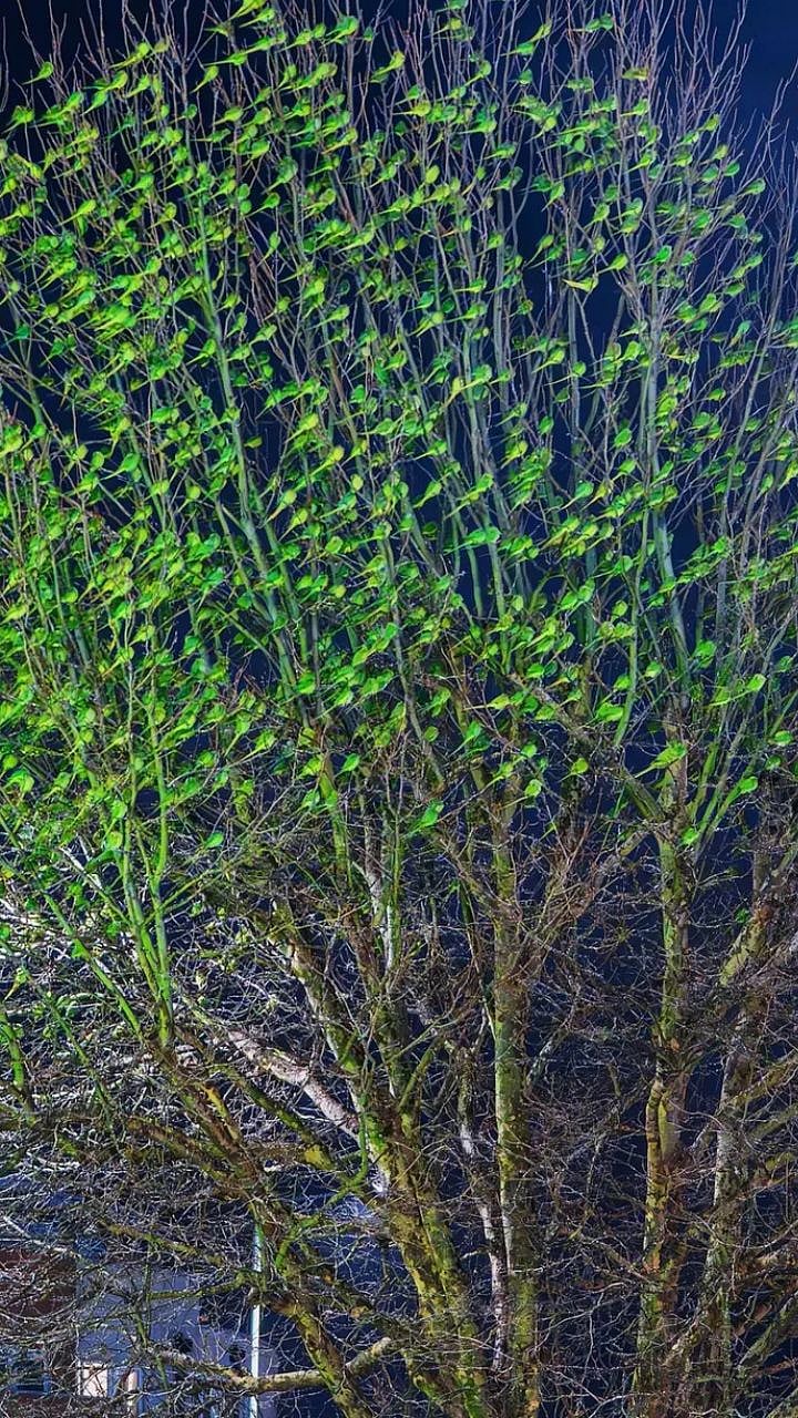 Parrot Tree | हे हिरव्या पानांनी बहरलेले झाड नाही, जरा निरखून पहा ...