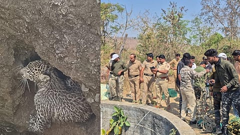 Yavatmal Leopard News