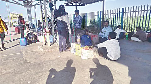 Banana harvesting workers