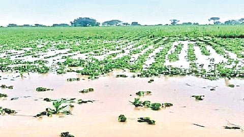 excessive rainfall crop loss