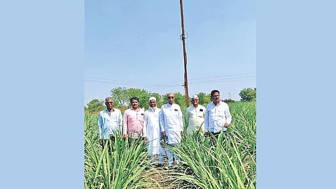 AI technology in sugarcane