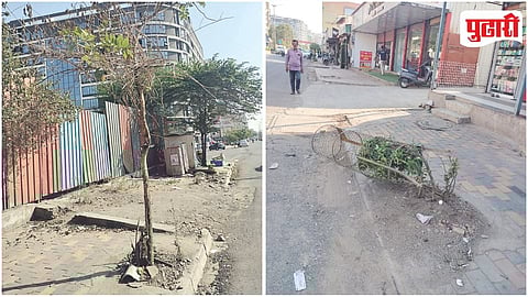 Pimpri Chinchwad Tree Conservation