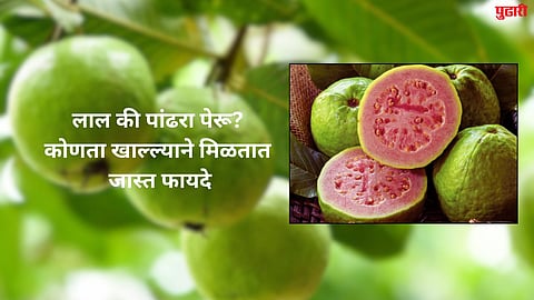 White Guava vs Red Guava 