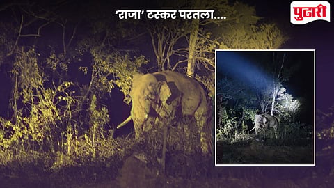 Tusker Elephant Raja Attack