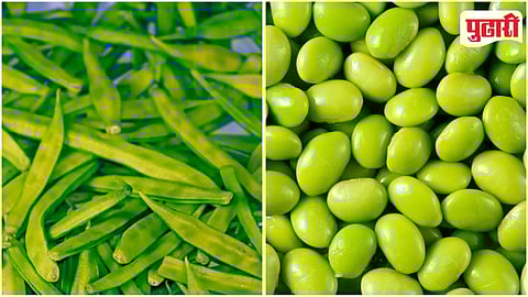 Guar, Lima Beans