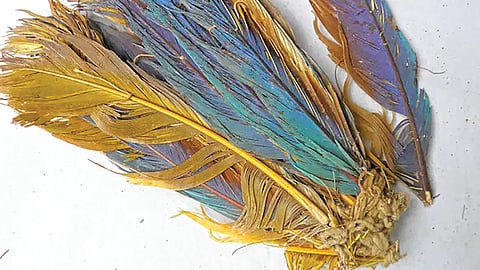 Ancient parrot feather trade |