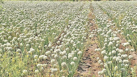 Danapur Bhokardan onion cultivation