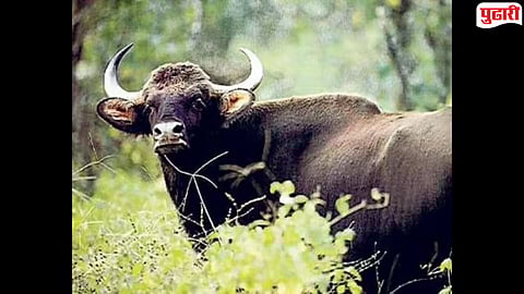 Bhandara News Two Wild Gaur Hunted at Valmazari 