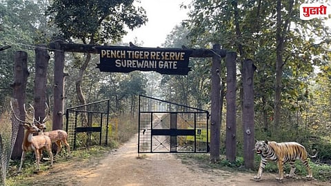 Pench Tiger Reserve 