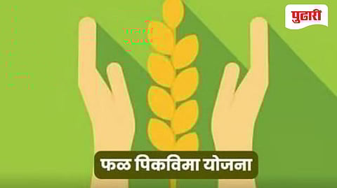 Crop insurance | शेतात, केळी न्हाई, तरी विमा पायजे? जळगावात ४८ सीएससी केंद्रांवर गुन्हे