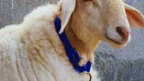 तुम्हाला माहिती आहे का? ‘या’ बकऱ्याचे मटण असते सर्वात चवीचे, किंमत आहे 1200 रुपये प्रतिकिलो 